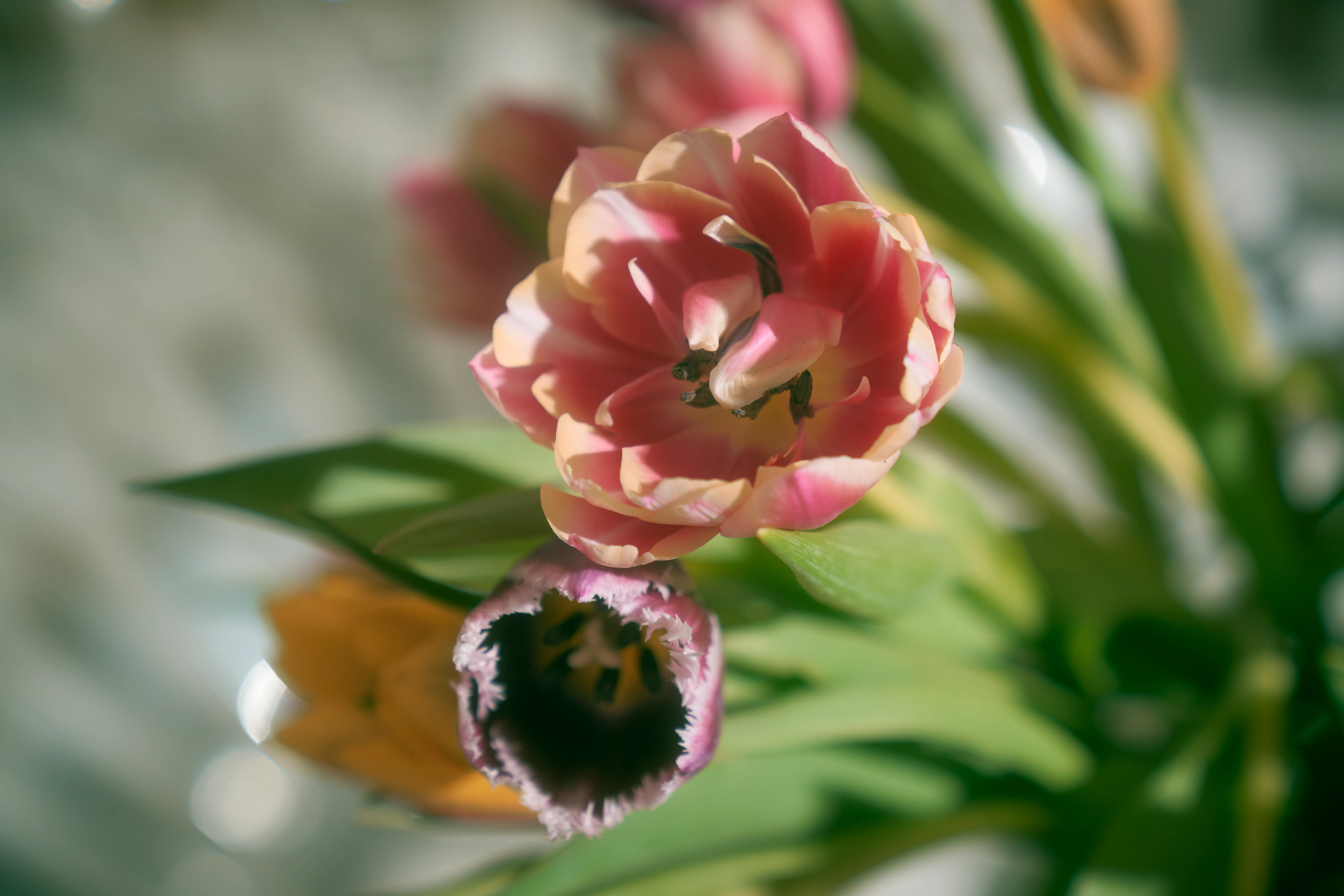 Wellness environment